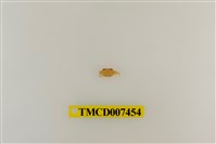 藏品(拉氏清溪蟹)的圖片